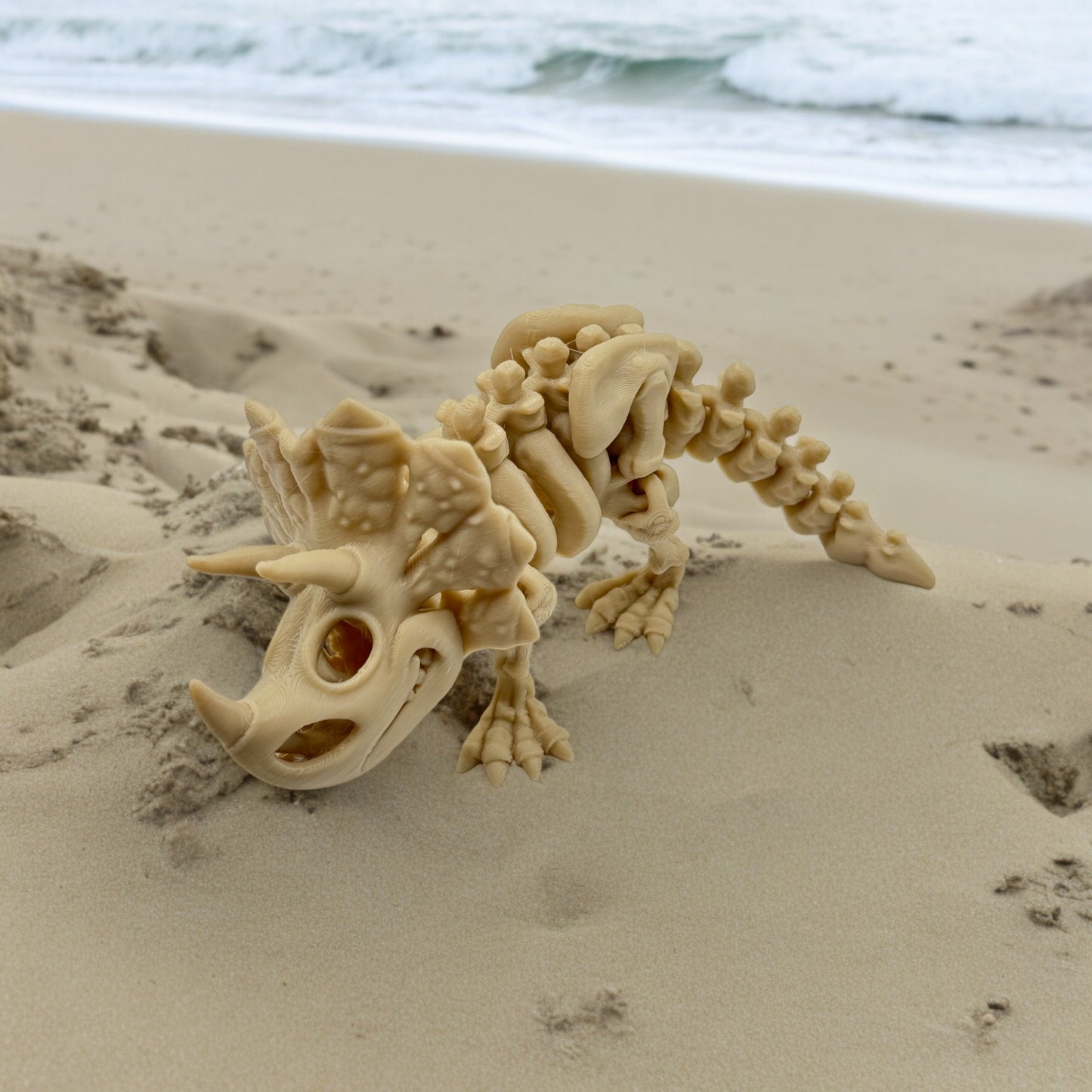 Skeleton Triceratops - Medium